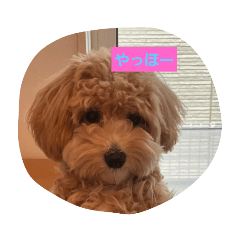 [LINEスタンプ] 犬だけどね！
