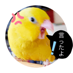 [LINEスタンプ] マメルリハ達