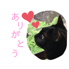 [LINEスタンプ] 3にゃんずスタンプ②