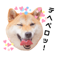 [LINEスタンプ] 柴犬ひなちゃんラインスタンプ③