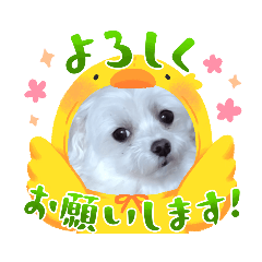 [LINEスタンプ] いちむーちゃんスタンプ