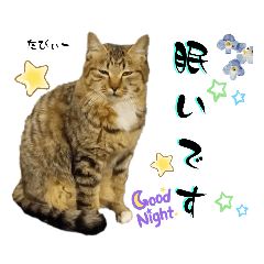 [LINEスタンプ] ウッドデッキの野良猫