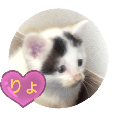 [LINEスタンプ] もえこねこ