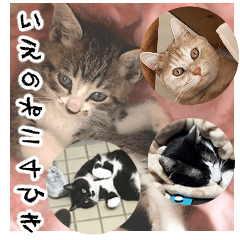 [LINEスタンプ] 4匹のいえのねこ