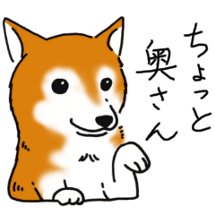 [LINEスタンプ] 柴犬あれこれ