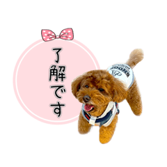 [LINEスタンプ] トイプードルのルーディ