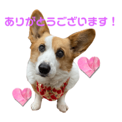 [LINEスタンプ] コーギーのすてきな毎日