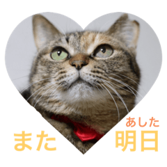 [LINEスタンプ] あんずちゃん其の9