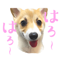 [LINEスタンプ] わたし、コーギー。⑤