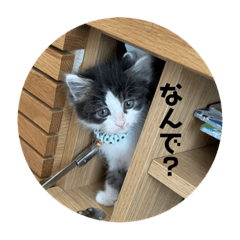 [LINEスタンプ] ハッチの日常スタンプ