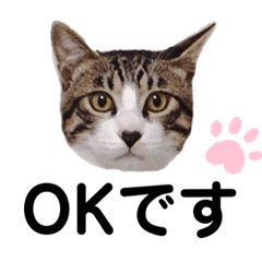 [LINEスタンプ] キジ白猫と白黒猫のスタンプ