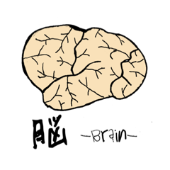 [LINEスタンプ] 脳-brain-(大脳皮質)