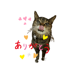 [LINEスタンプ] キジ猫の日常スタンプ