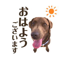 [LINEスタンプ] チョコラブのちょこらん3