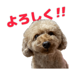 [LINEスタンプ] ロビン【トイプードル】