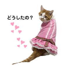 [LINEスタンプ] 猫の宇宙（そら）スタンプ