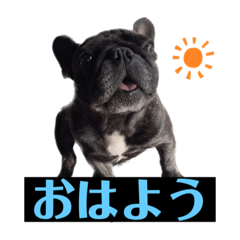 [LINEスタンプ] フレブル 日常使い