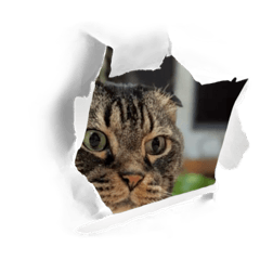 [LINEスタンプ] ステッチ君1
