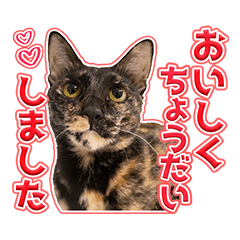 [LINEスタンプ] サビミケ姉妹のつなとまよ 3歳記念スタンプ