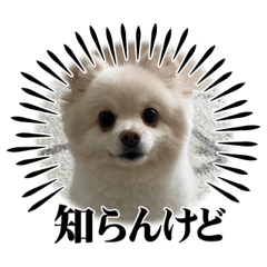 [LINEスタンプ] ポメラニアンのパールちゃんです