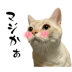 [LINEスタンプ] アメショ 日常使い