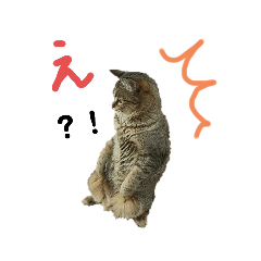 [LINEスタンプ] キジトラ姉妹の日常スタンプ