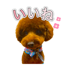 [LINEスタンプ] トイプードルのルーディ ❷