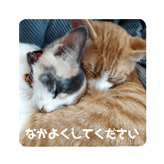 [LINEスタンプ] こばんとぽんずは猫界で一番可愛い