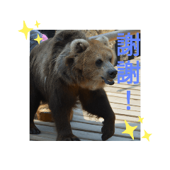 [LINEスタンプ] 台湾人が好きな熊さんありがとうさようなら