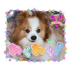 [LINEスタンプ] ぱぴぱぴパピヨ112