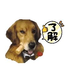 [LINEスタンプ] 顔で語るよゴールデンレトリバーのラッキー