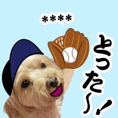 [LINEスタンプ] カスタム！野球実況犬のマルちゃん(実写）