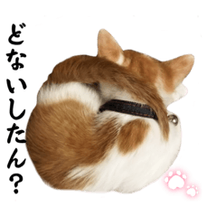 [LINEスタンプ] 茶白猫スピカくんの関西弁