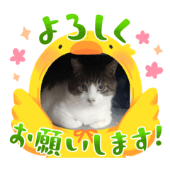 [LINEスタンプ] カラフル！！