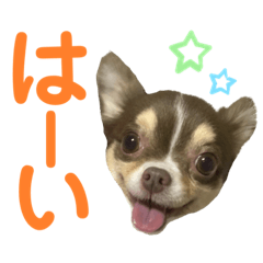 [LINEスタンプ] チワワの華夏ちゃん2