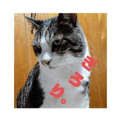 [LINEスタンプ] ただしの写真