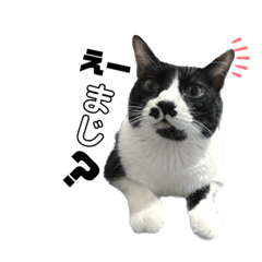 [LINEスタンプ] チビちゃんとチンチン丸の日常あるあるの画像（メイン）