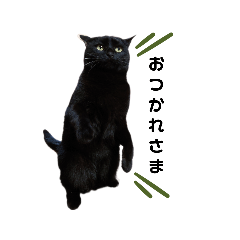 [LINEスタンプ] うちの黒猫の福ちゃん(日常会話)