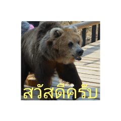[LINEスタンプ] タイ語、熊、日常会話、挨拶、写真、動物