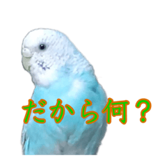 [LINEスタンプ] インコ「ルル」6