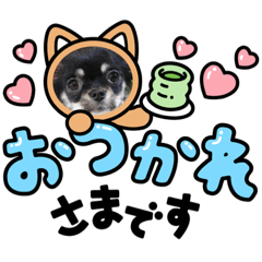 [LINEスタンプ] チワワのこたろうくん☆