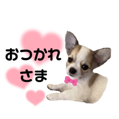 [LINEスタンプ] チワワ推し2の画像（メイン）