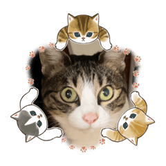 [LINEスタンプ] プリティーたまちゃん202303