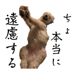 [LINEスタンプ] 日常生活マルプーもこちょ(上から目線編)