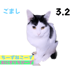 [LINEスタンプ] 2023年第1弾ねこーずお名前スタンプ