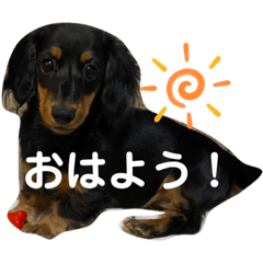 [LINEスタンプ] ミニチュダックスフントのまろちゃん