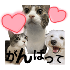 [LINEスタンプ] まろこてまめ