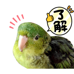 [LINEスタンプ] サザナミインコのP