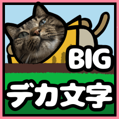 [LINEスタンプ] キジトラ猫BIG9(デカ文字)