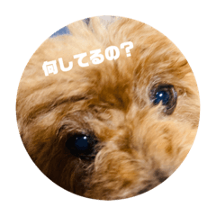 [LINEスタンプ] 子犬のぷー